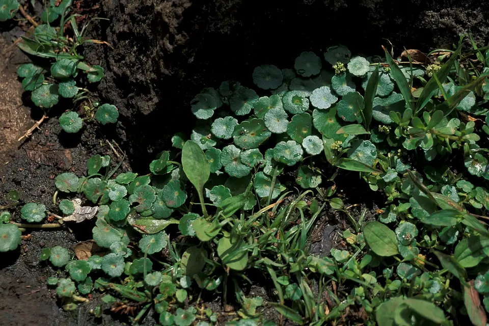 Hydrocotyle Verticillata