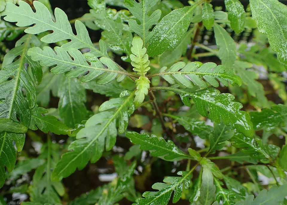 Hygrophila Pinnatifida