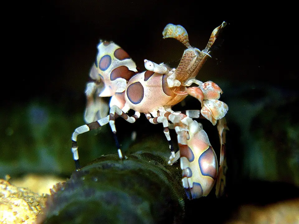 Gamba Arlequín