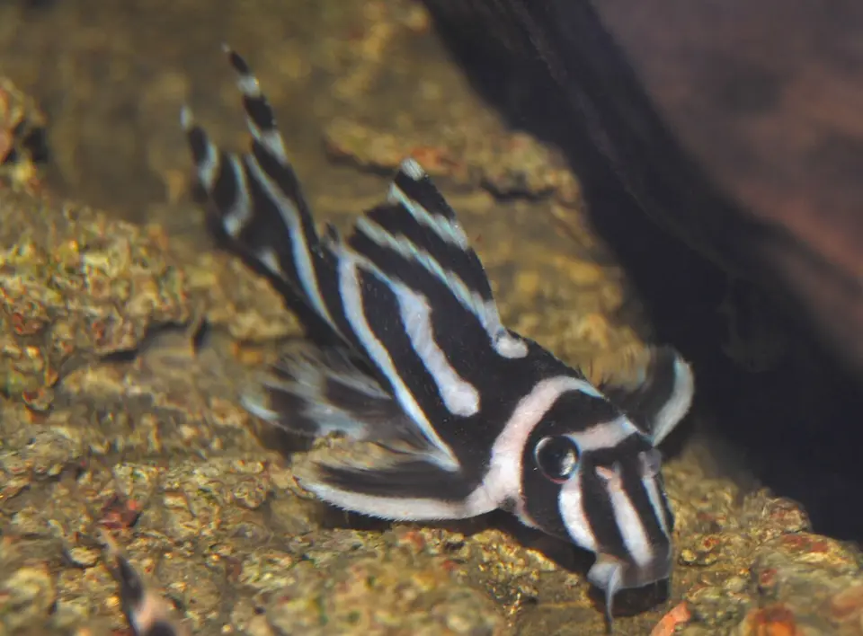 Pleco Cebra