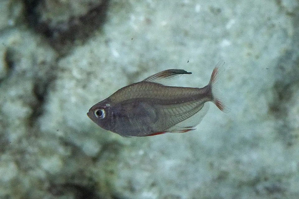 Tetra Ornado