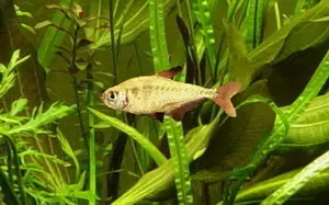 Tetra de Dos Bandas