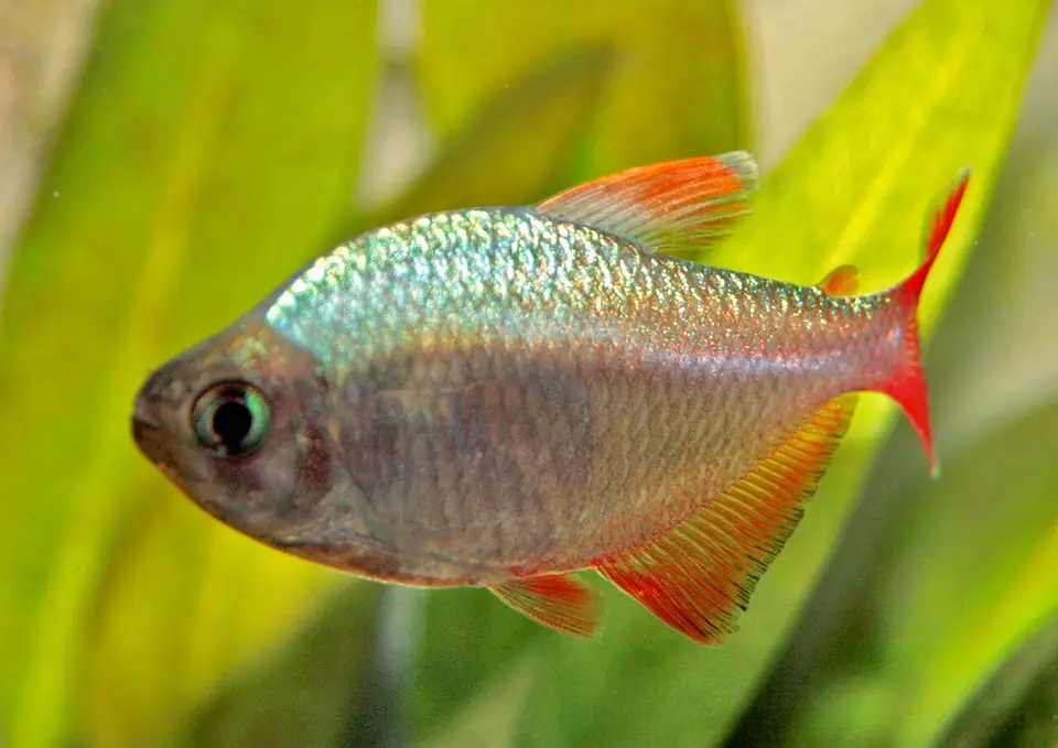 Tetra Colombiano