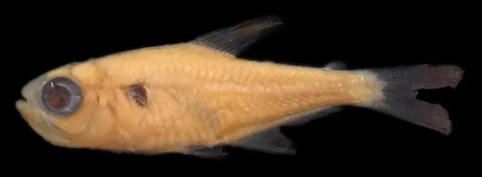 Tetra de Copeland