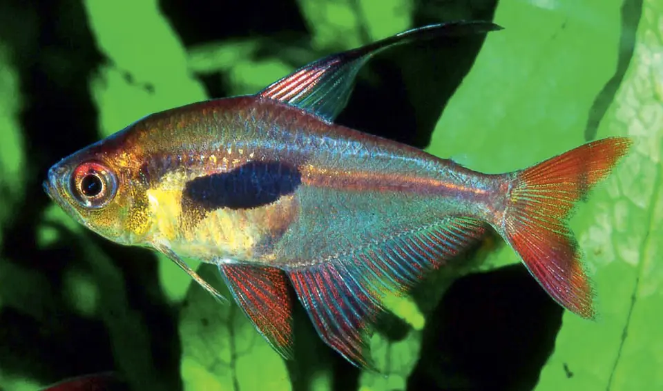 Tetra Epicharis