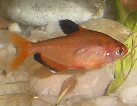 Tetra Serpae