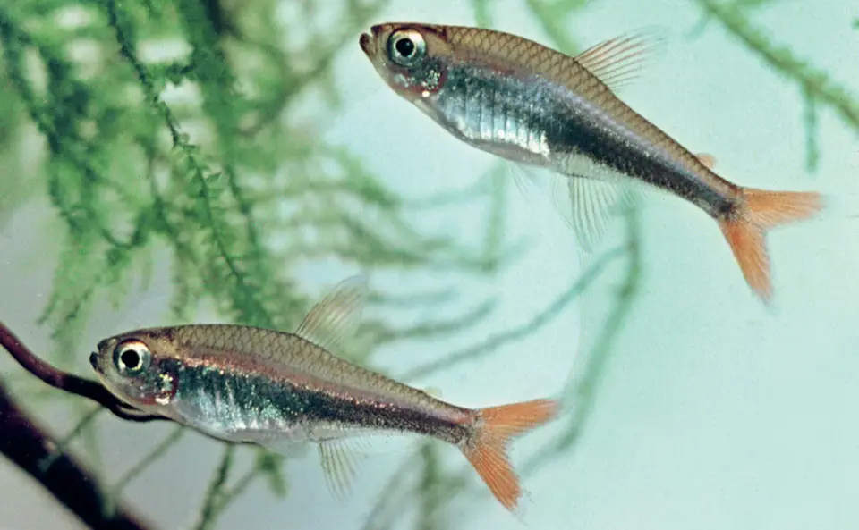Tetra de Loreto