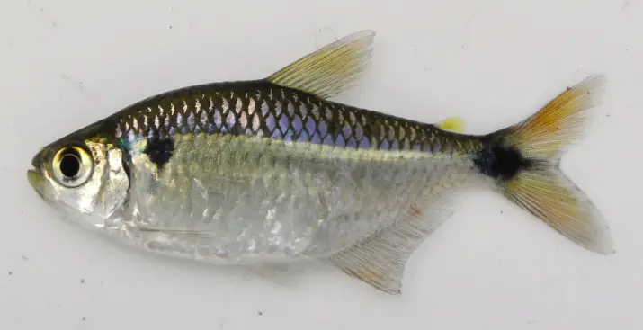 Tetra Luetken