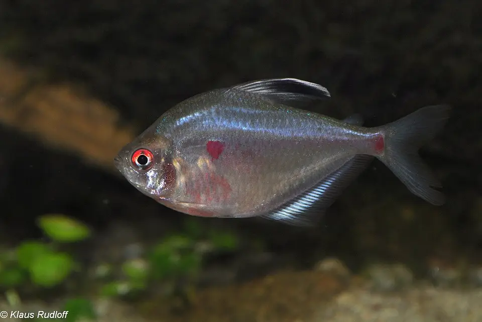 Tetra de Socolof