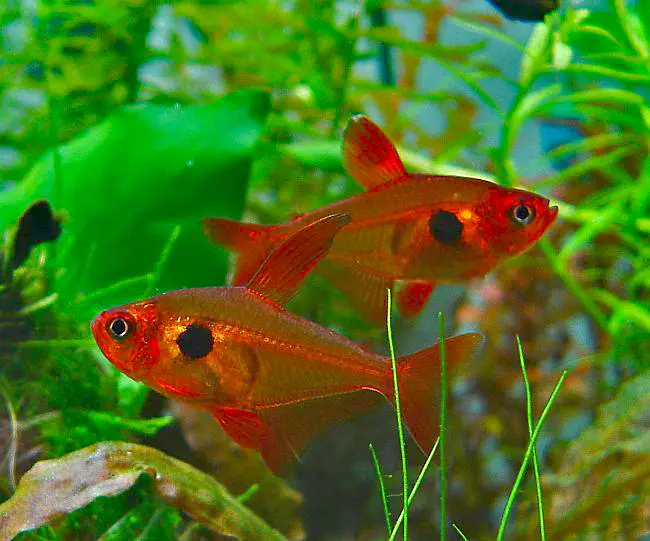 Tetra Fantasma Rojo