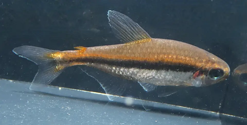 Tetra de Vilma