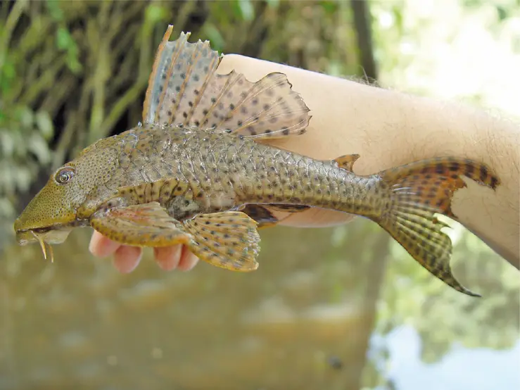 Pleco Común
