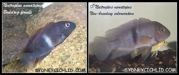 Cíclido Poor Man's Tropheus