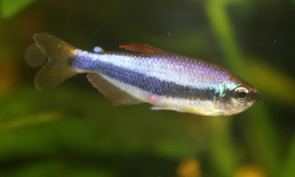 Tetra Emperador Azul