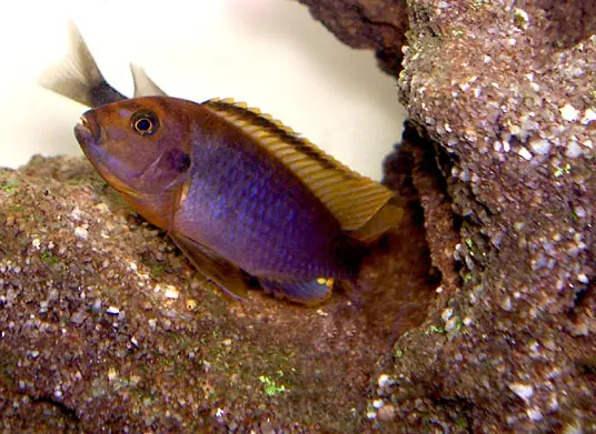 Iodotropheus Sprengerae