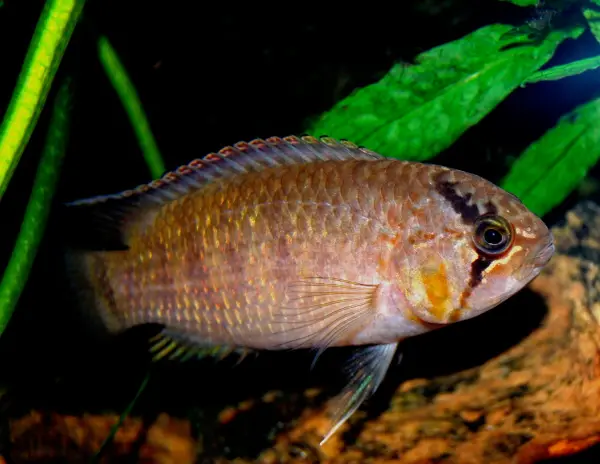 Ivanacara Adoketa
