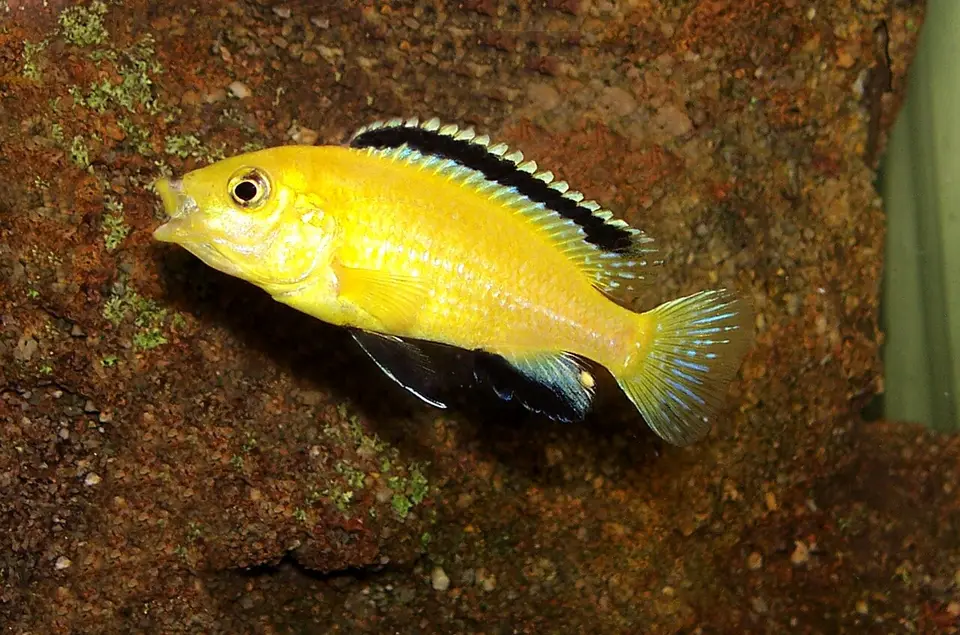 Labidochromis Yellow