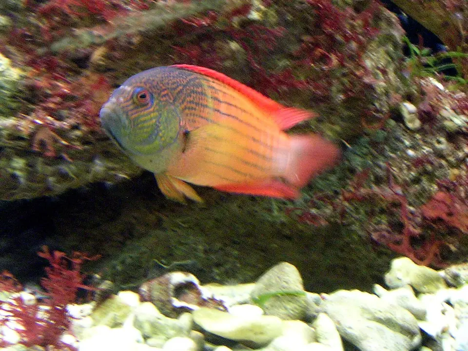 Pseudocromis Ojo de Pavo