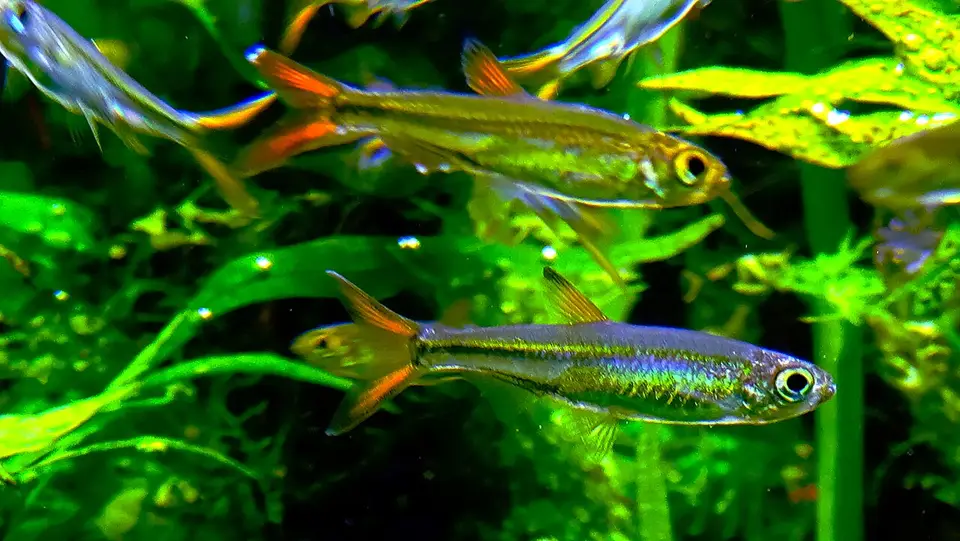 Tetra de Roloff