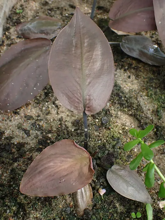 Lagenandra Meeboldii