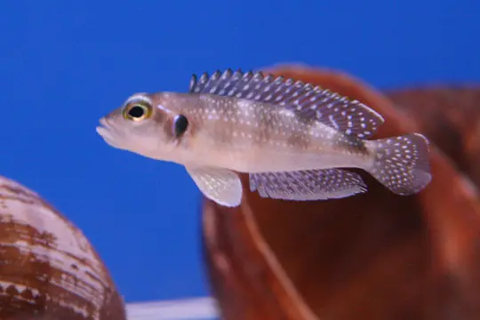 Lamprologus Meleagris