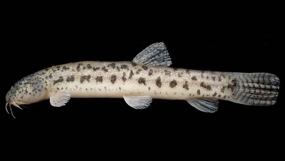 Lepidocephalichthys Berdmorei