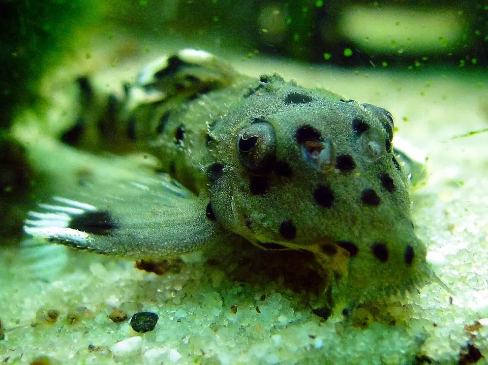 Joselima's Vampire Pleco