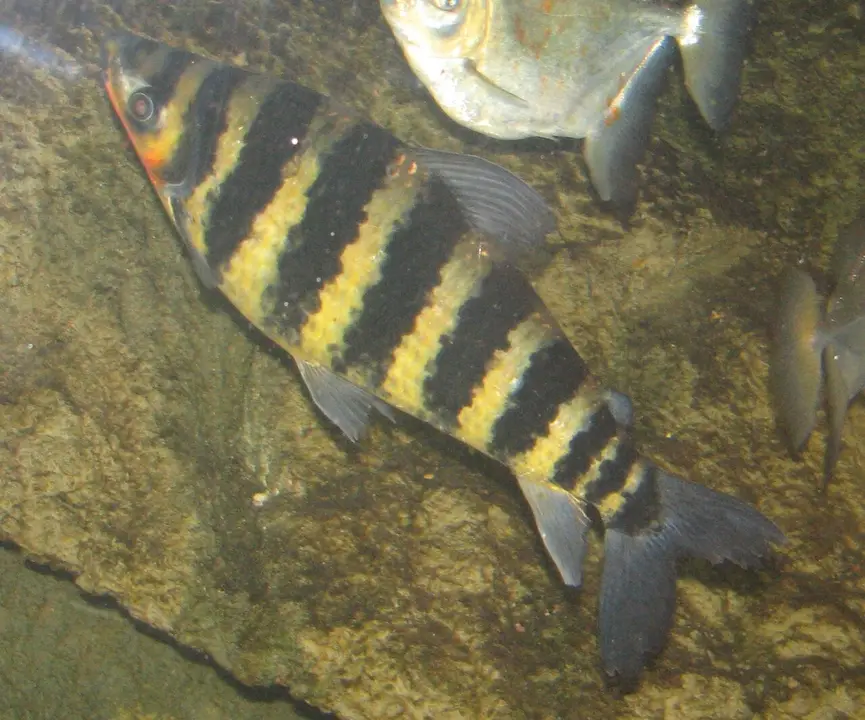 Leporinus pasiasty