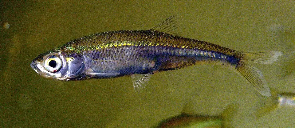 Alburnoide