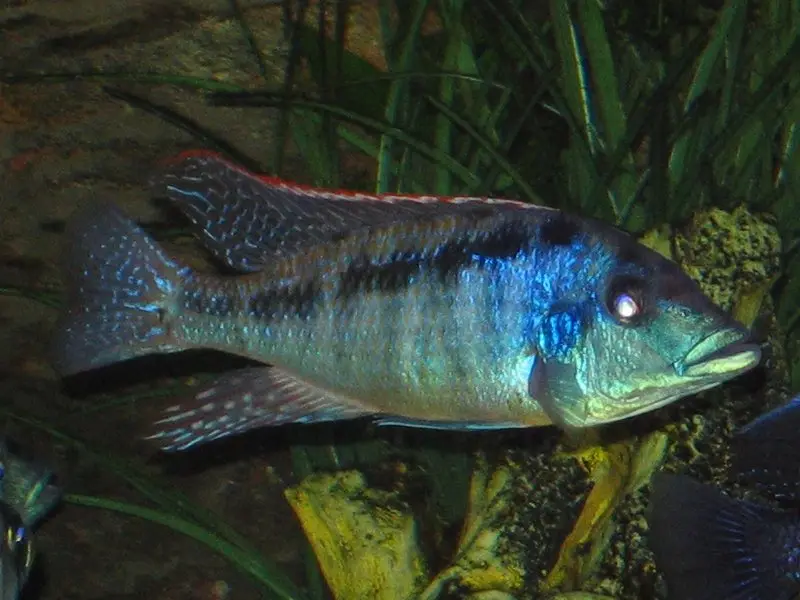 Lichnochromis