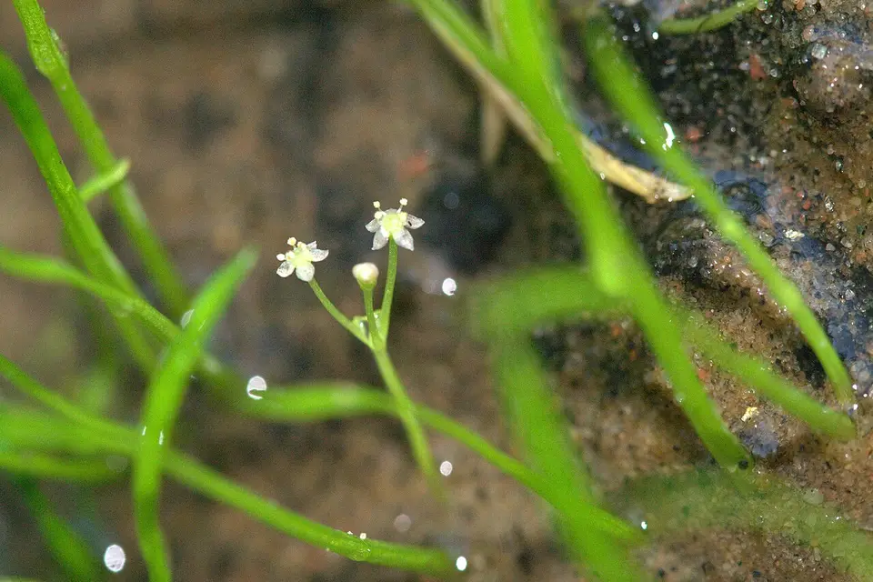 Lilaeopsis