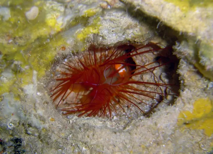 Flame Scallop