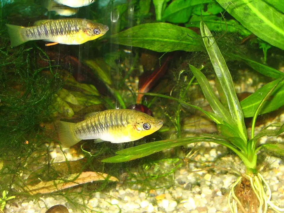 Limia Cubana