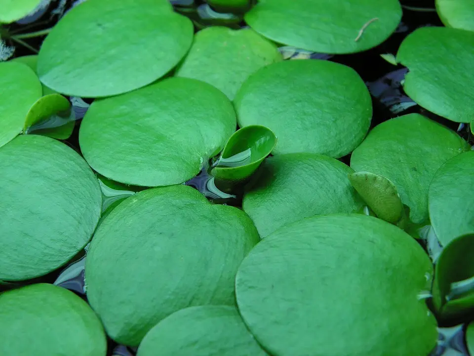 Limnobium