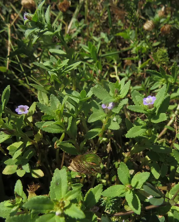 Limnophila Repens