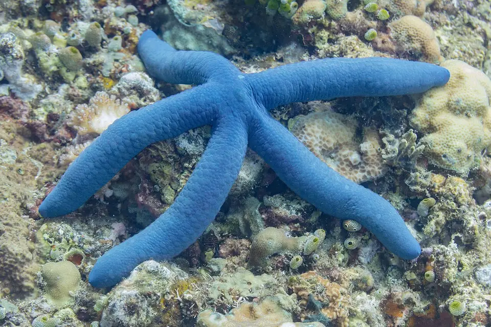 Estrella de Mar Azul