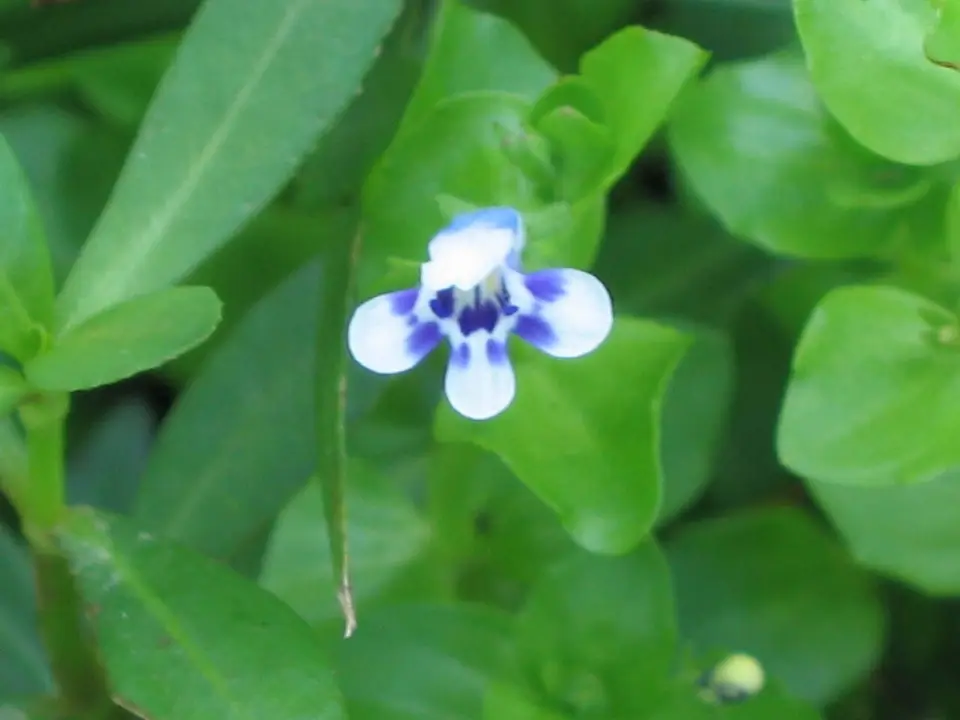 Lindernia Rotundifolia