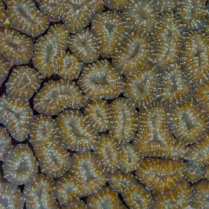 Lobophyllia Corymbosa