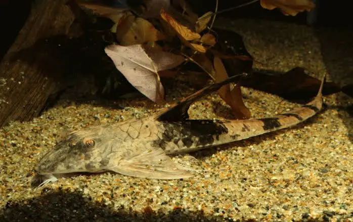 Loricaria Simillima