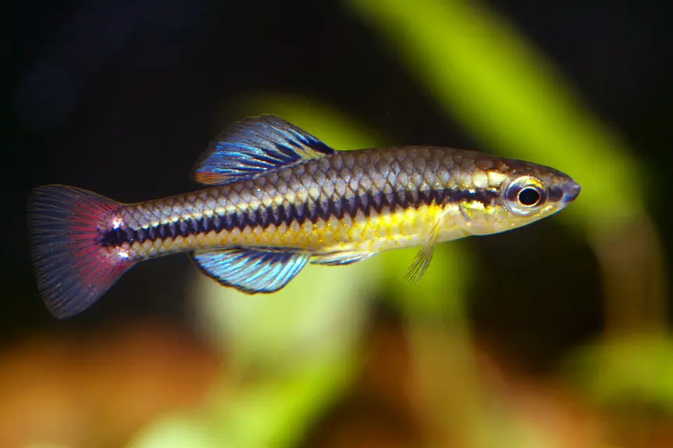 Killi Aleta Azul