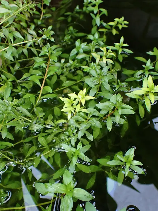 Ludwigia Arcuata