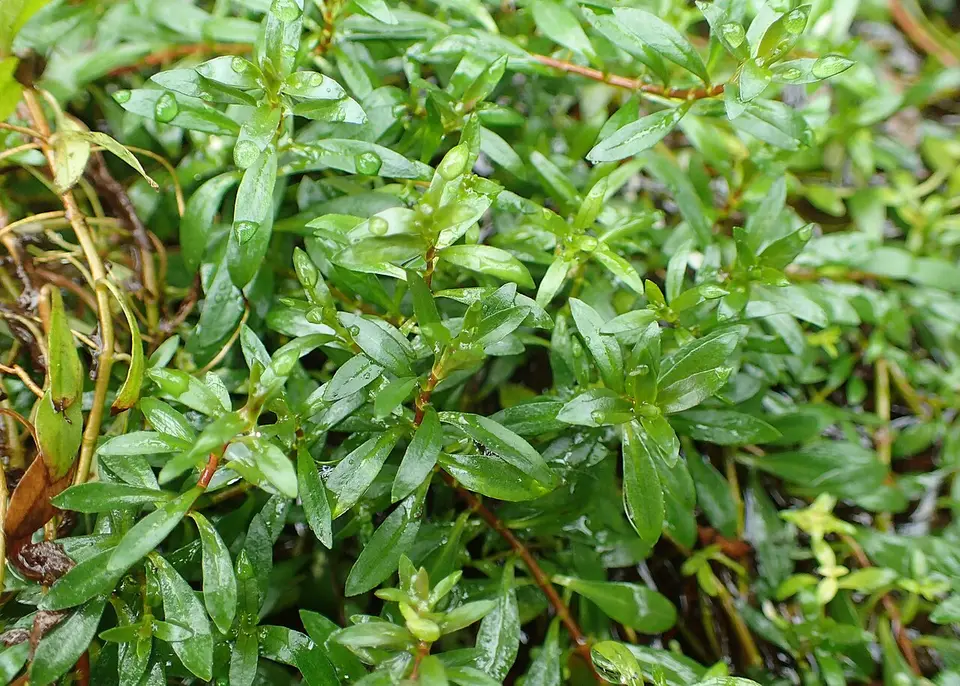Ludwigia Brevipes