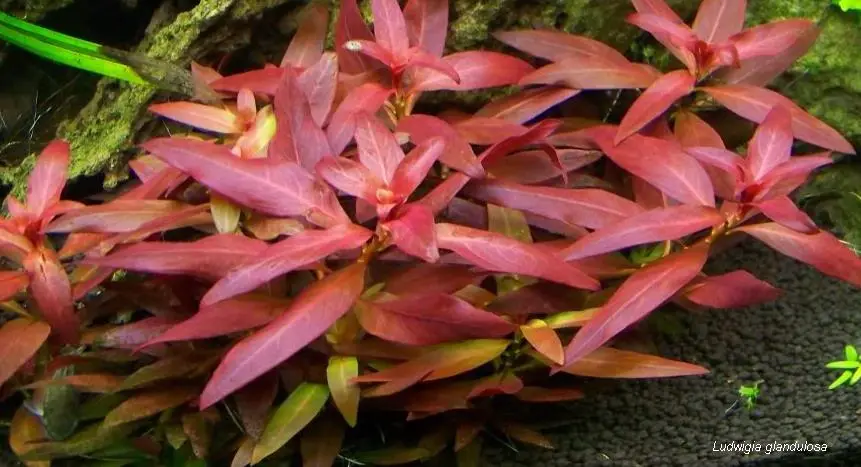 Ludwigia Glandulosa