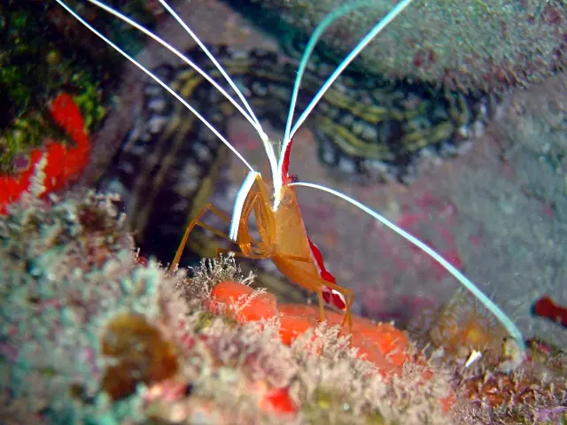 Gamba Limpiadora Atlántica