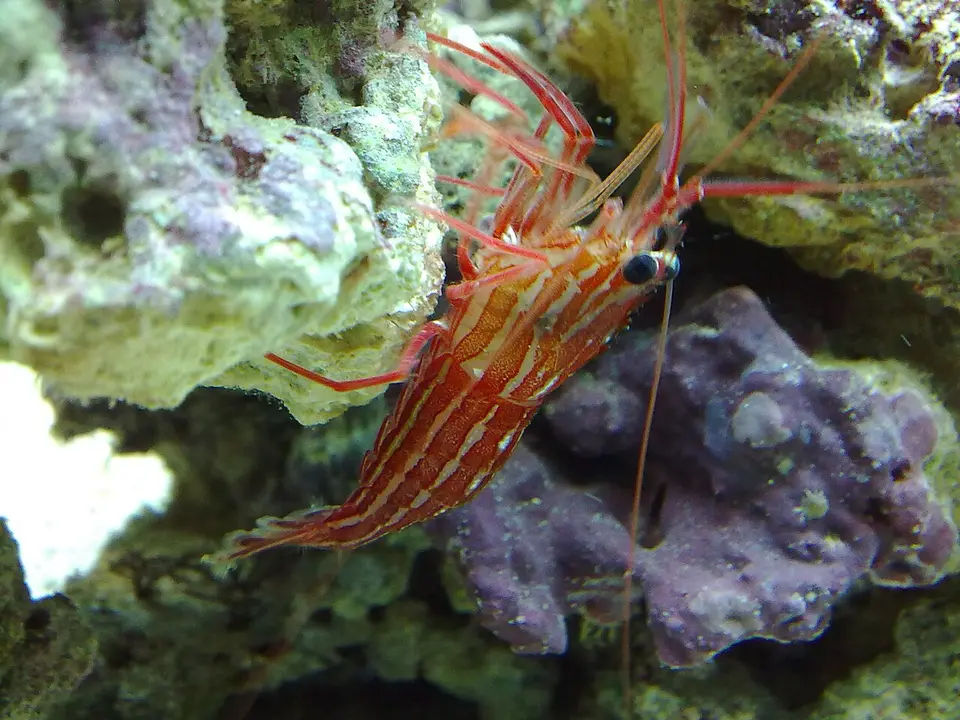Gamba Menta Mediterránea