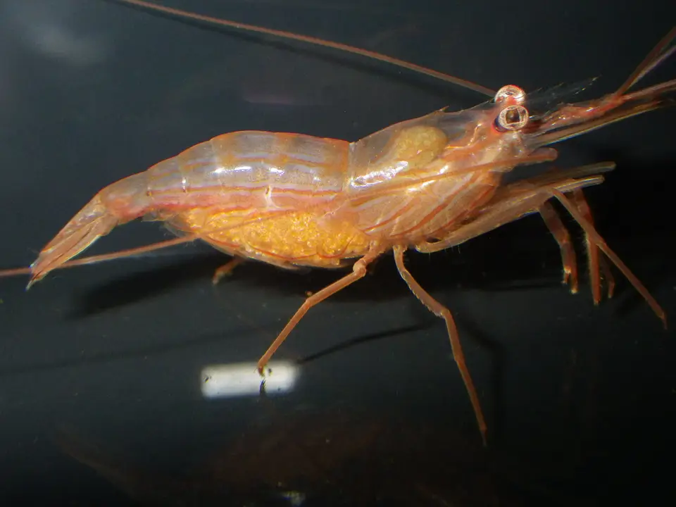 Gamba Menta