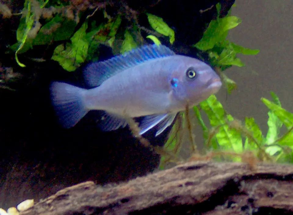 Cobalto Azul