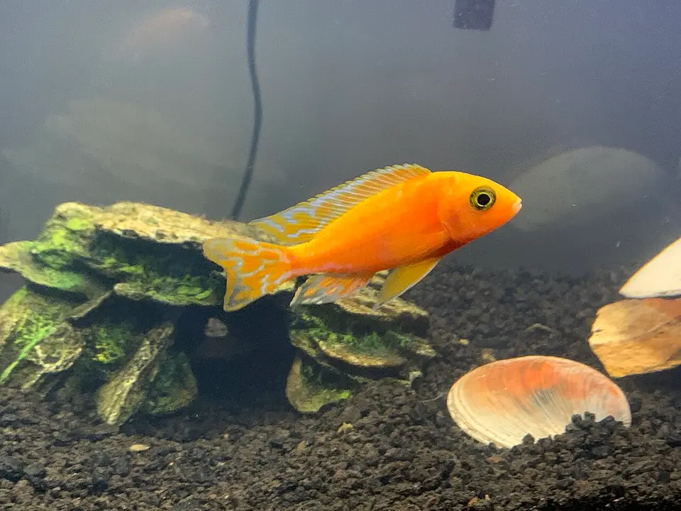 Zebra Rojo