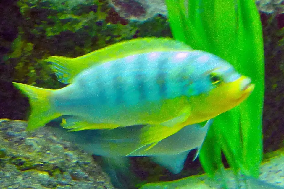 Zebra Ice Blue