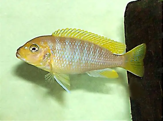 Maylandia Hajomaylandi